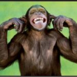 Crédit Agricole. Le singe qui nargue une image