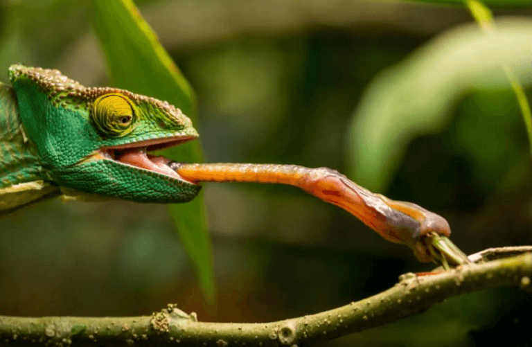 Cette damnée l'Hamza qui entrave l'esprit d'entreprise